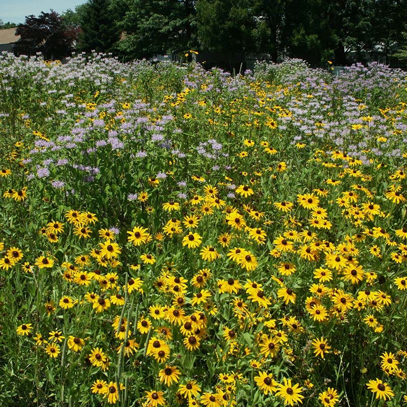 Intermountain Native Wildflower Seed Mix