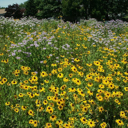 Intermountain Native Wildflower Seed Mix