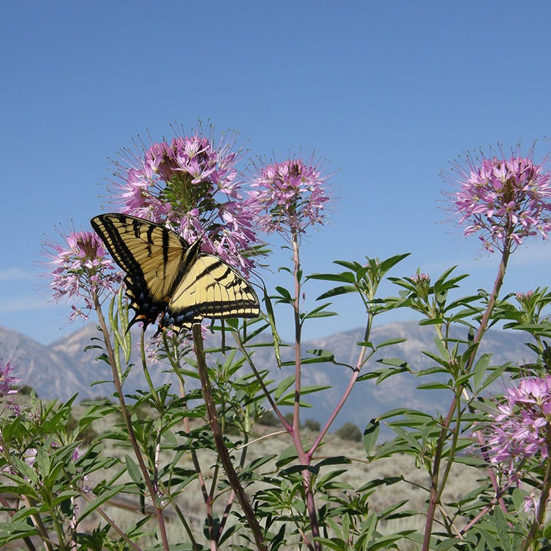 Intermountain Native Wildflower Seed Mix