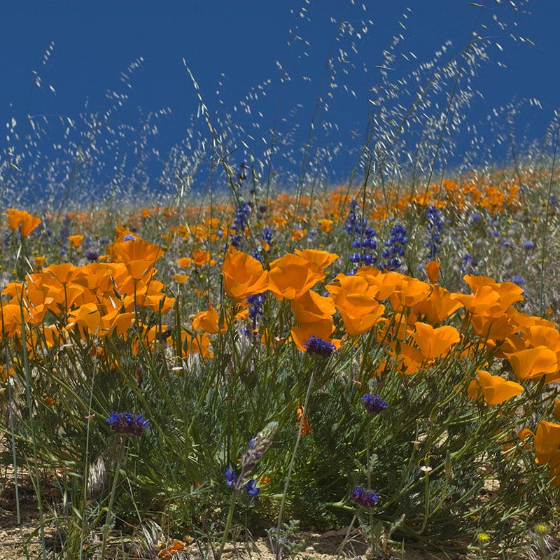 Intermountain Native Wildflower Seed Mix