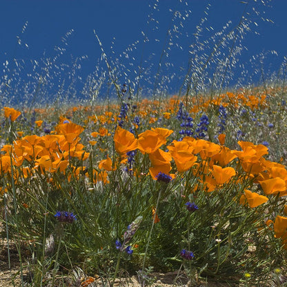 Intermountain Native Wildflower Seed Mix