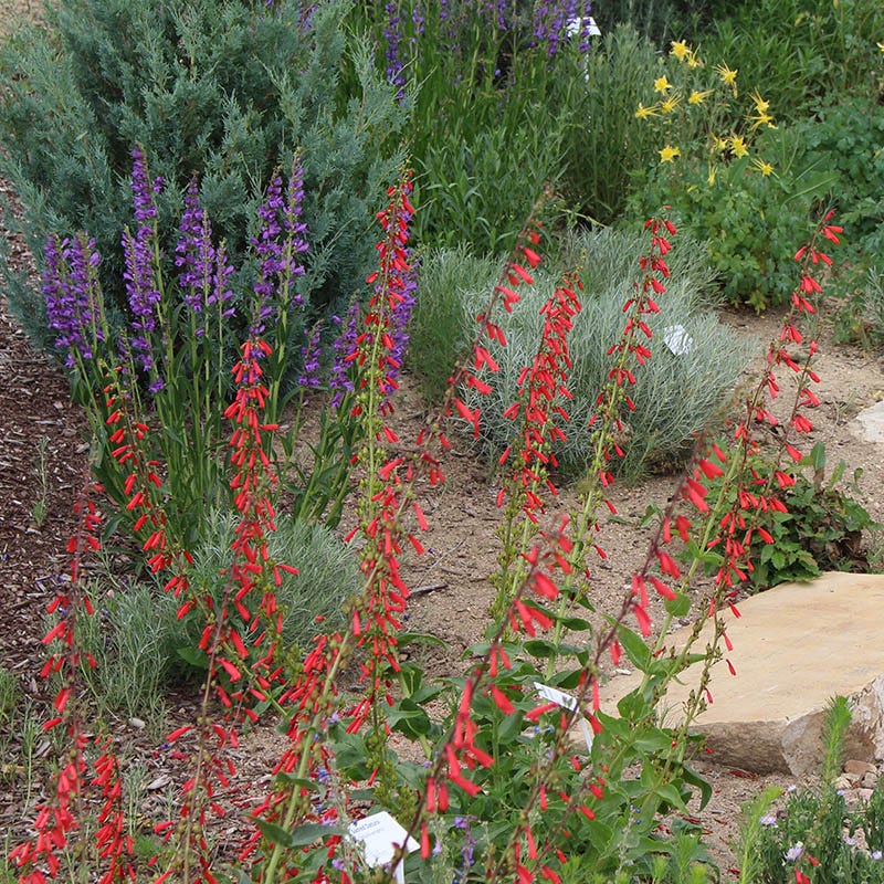 Intermountain Native Wildflower Seed Mix