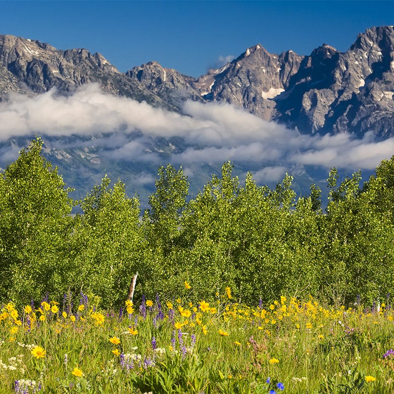 native utah wildflower seeds Rare Intermountain Native Wildflower Seed Mix