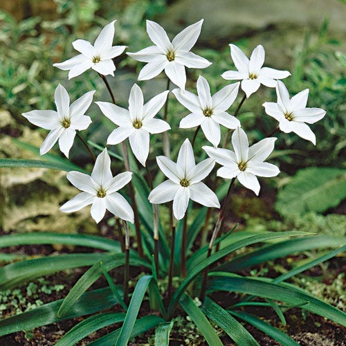 Alberto Castillo Spring Starflower
