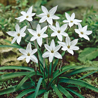 Alberto Castillo Spring Starflower