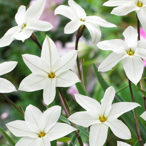 Alberto Castillo Spring Starflower - Thumbnail 2