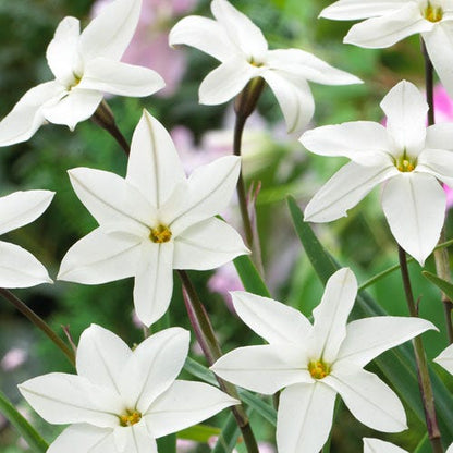 Alberto Castillo Spring Starflower