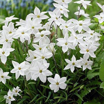 Alberto Castillo Spring Starflower