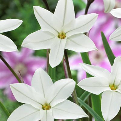 Alberto Castillo Spring Starflower
