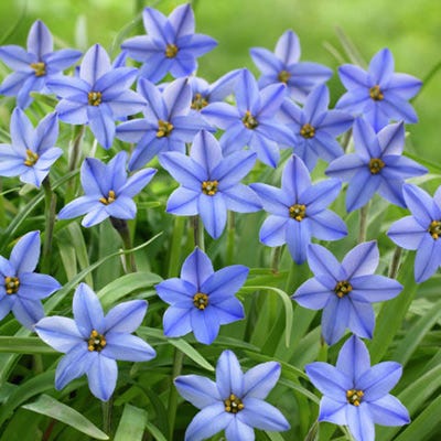 Jessie Spring Starflower - Thumbnail 3