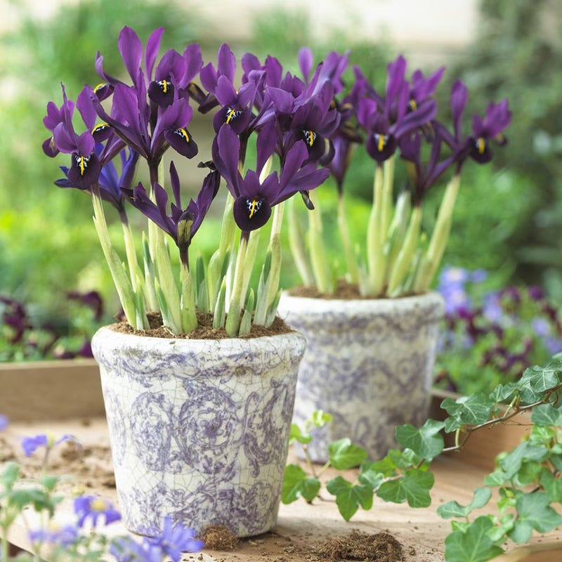 iris plants in pots George Mini Iris Bulbs, Iris histrioides George, Specie Iris