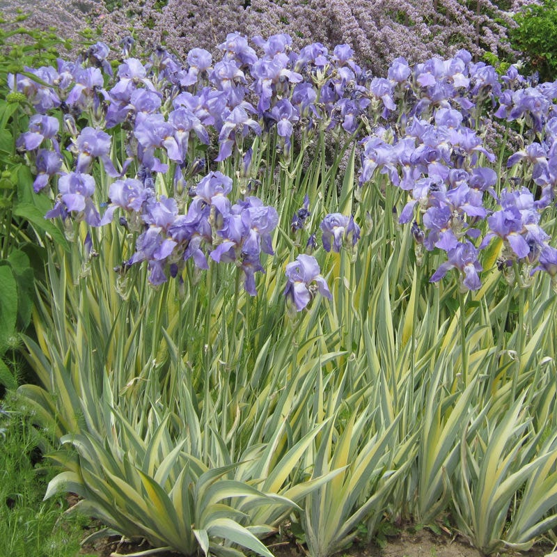 Gold Variegated Sweet Iris