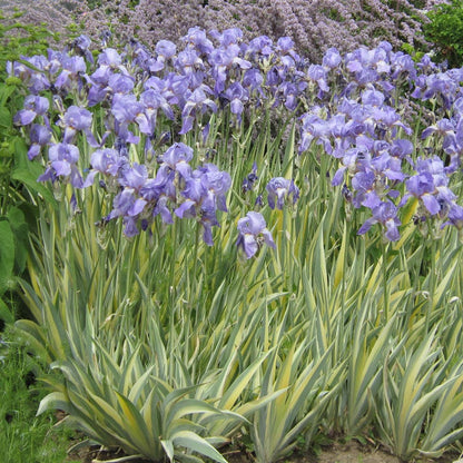Gold Variegated Sweet Iris