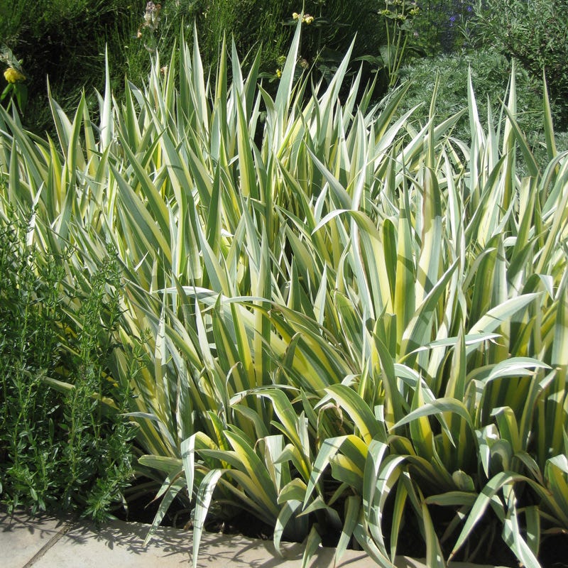 Iris pallida 'Variegata Gold' - Thumbnail 2