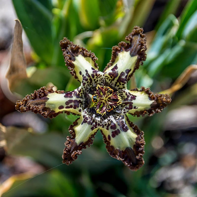 Starfish Iris (Ferraria)