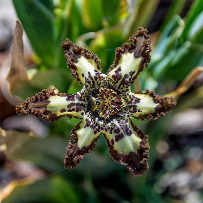 Starfish Iris (Ferraria)