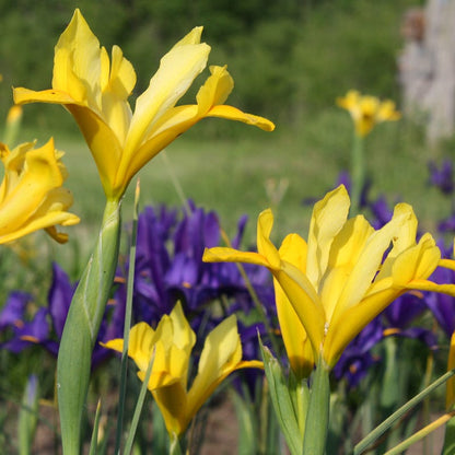 Wildflower Iris Bulb Collection