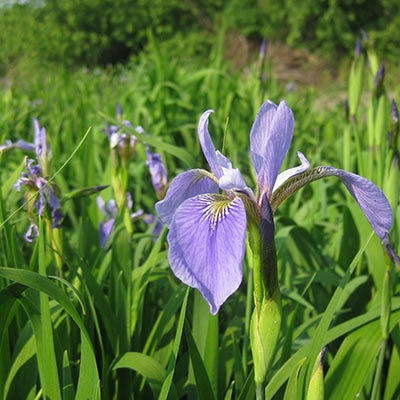 Blue Flag Iris Seeds