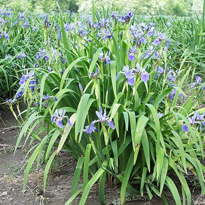 Blue Flag Iris Seeds