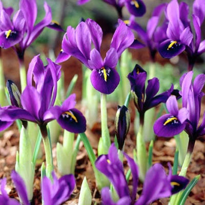 George Specie Iris - Thumbnail 3