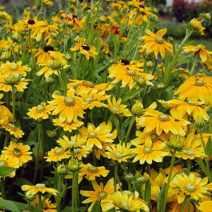 Irish Eyes Black Eyed Susan

