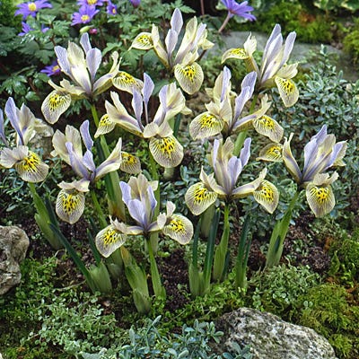 Katharine Hodgkin Specie Iris