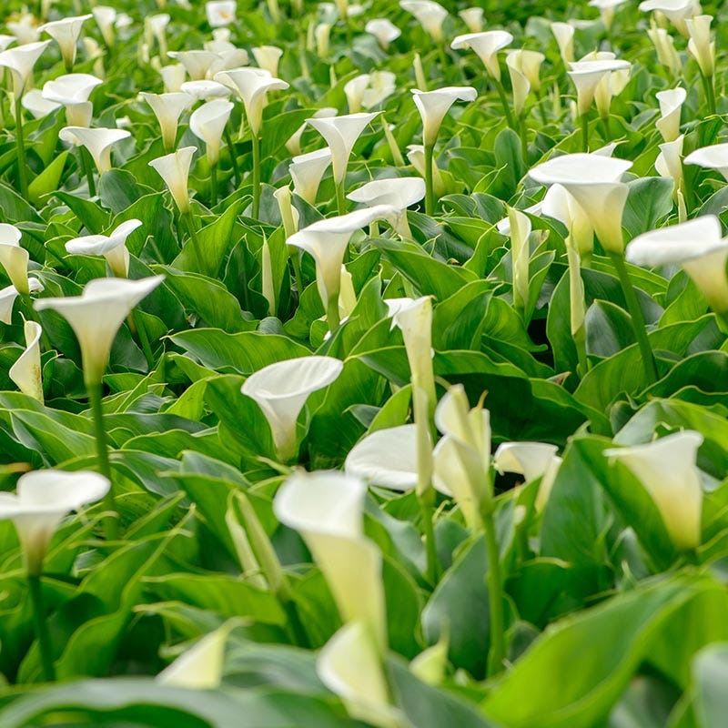 white lily flower bulbs White Wedding Flower Bulb Collection