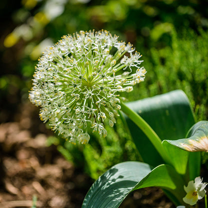 Ivory Queen Allium
