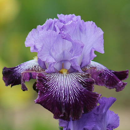 Jawbone Flats Tall Bearded Iris