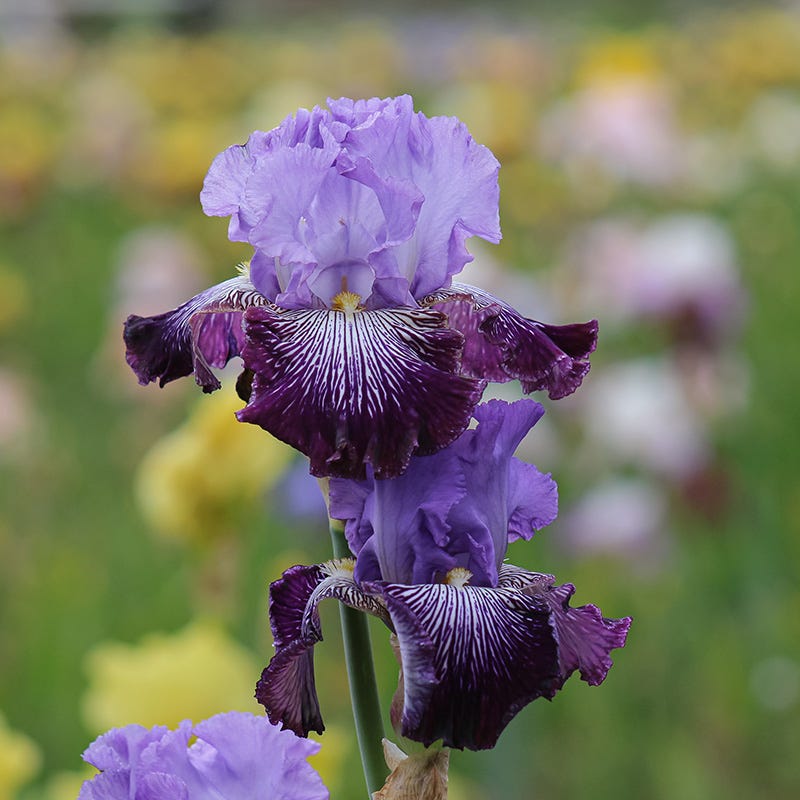 Jawbone Flats Tall Bearded Iris