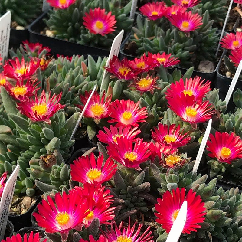 jewel of the desert succulent Jewel of Desert Garnet Ice Plant, Delosperma