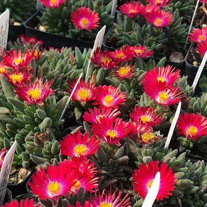 Jewel of Desert Garnet Ice Plant