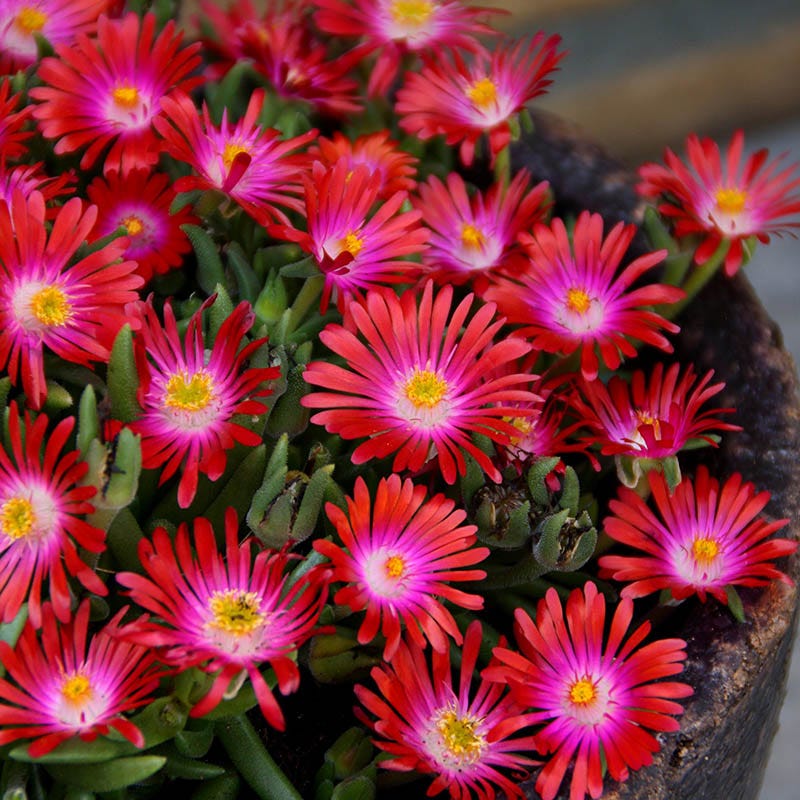 Jewel of Desert Garnet Ice Plant