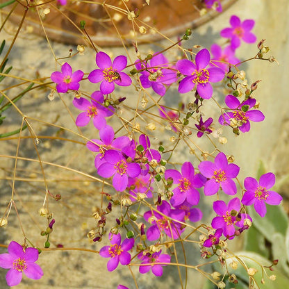 ground cover succulent with purple flowers Succulent Groundcover Collection