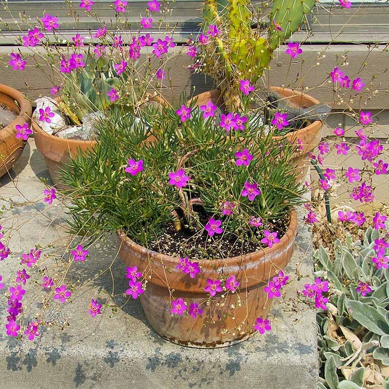 pink flower pot plant Fame Flower, Phemeranthus calycinum, Talinum Judith's Favorite