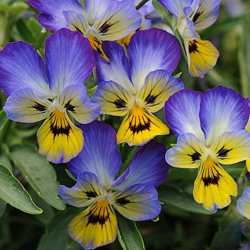 Jumping Jack Perennial Viola