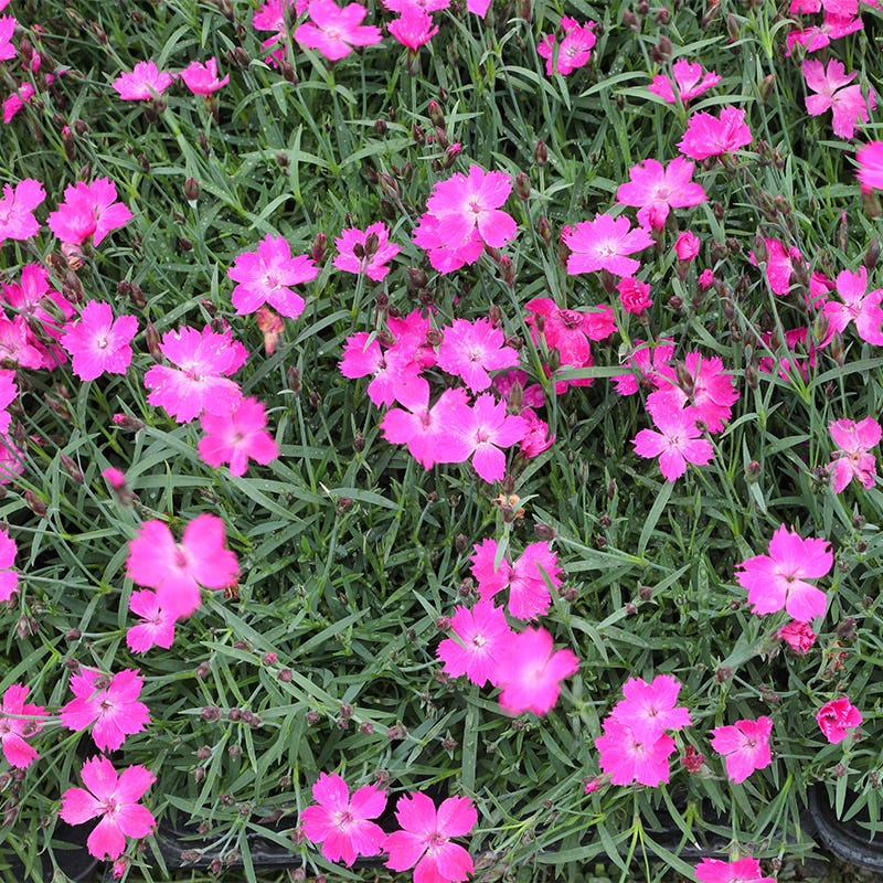Kahori Pink Dianthus - Thumbnail 3