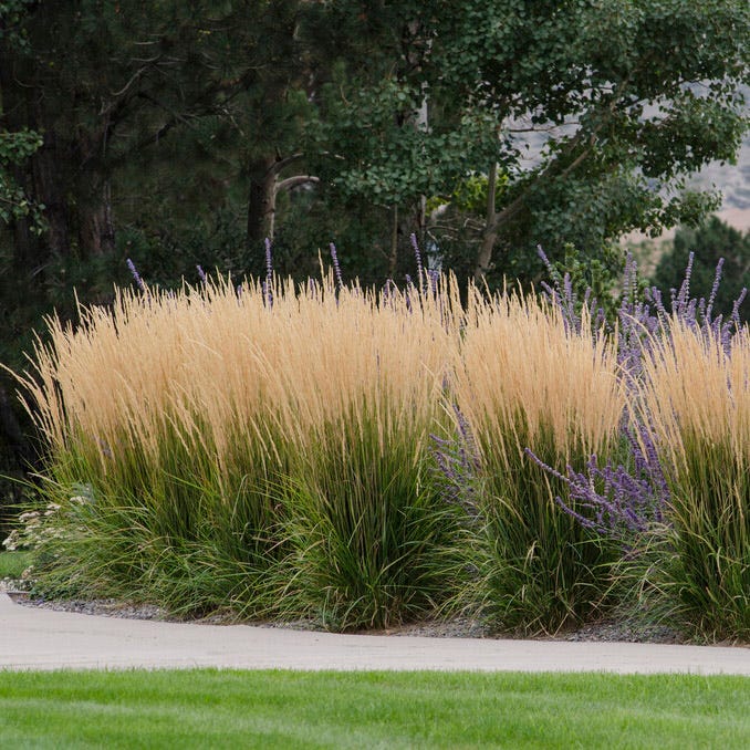 Karl Foerster Feather Reed Grass, Calamagrostis acutiflora