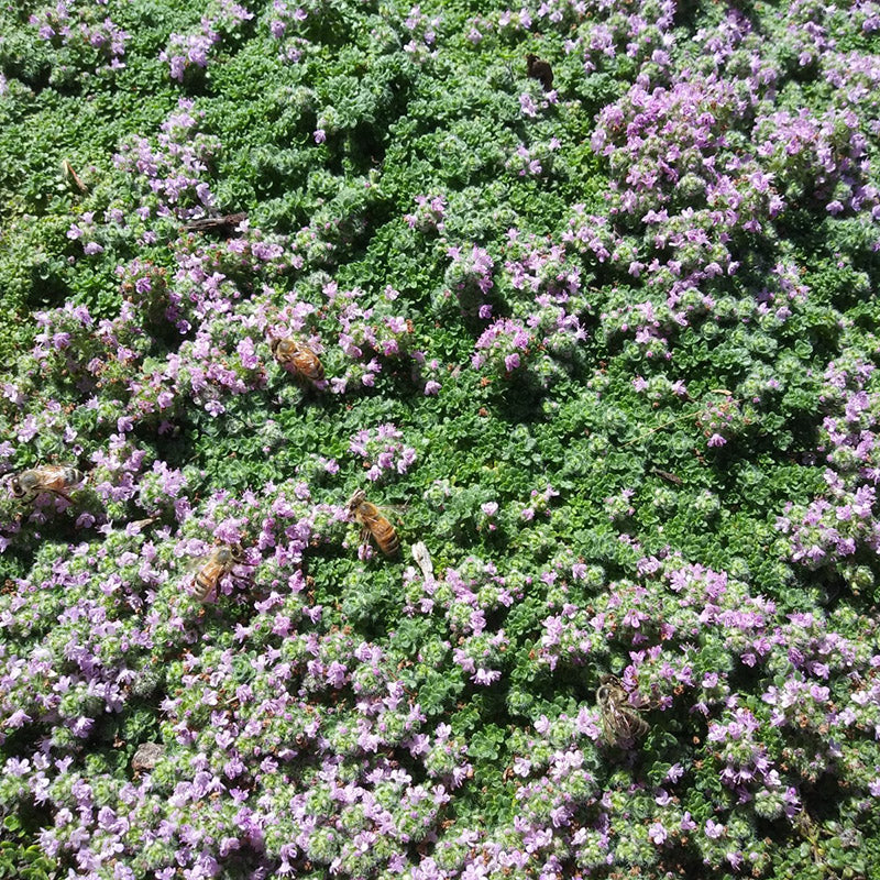 Elfin Creeping Thyme - Thymus praecox arcticus