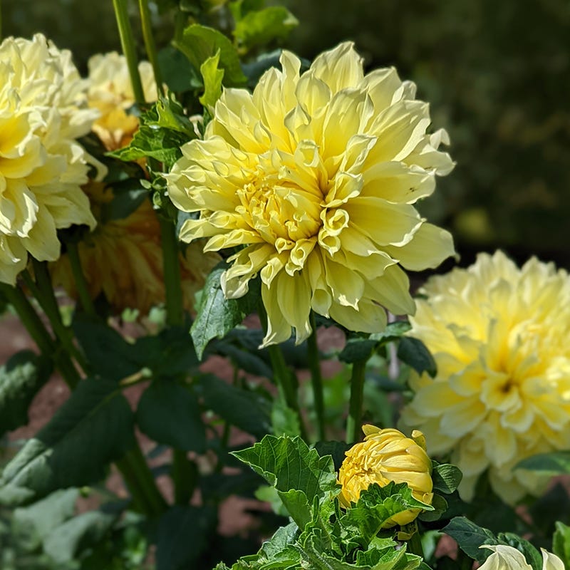 Kelvin Floodlight Dinnerplate Dahlia - Thumbnail 2