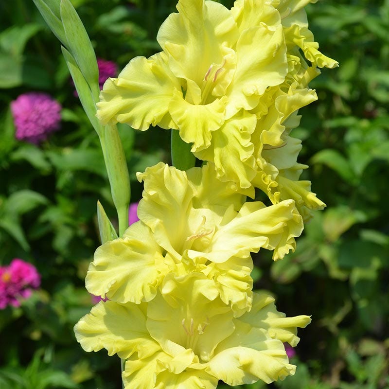 Kemerova Gladiolus