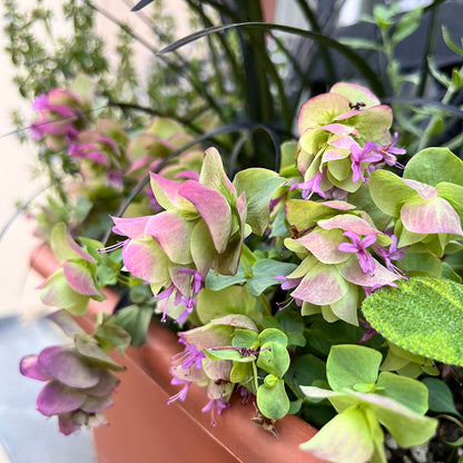Kent Beauty Ornamental Oregano
