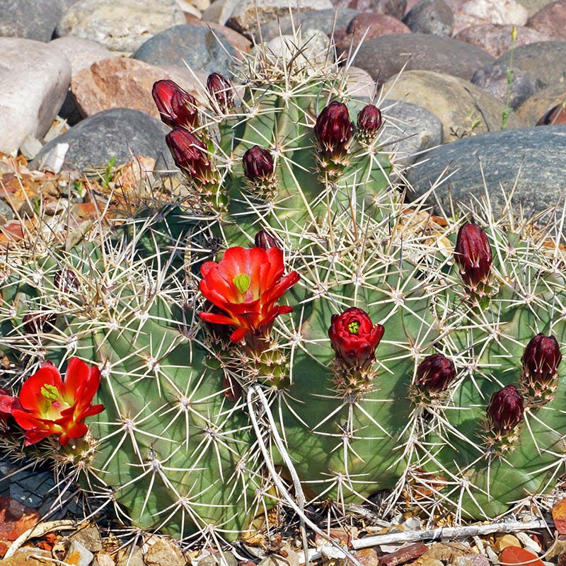 Kingcup Cactus (Echinocereus)