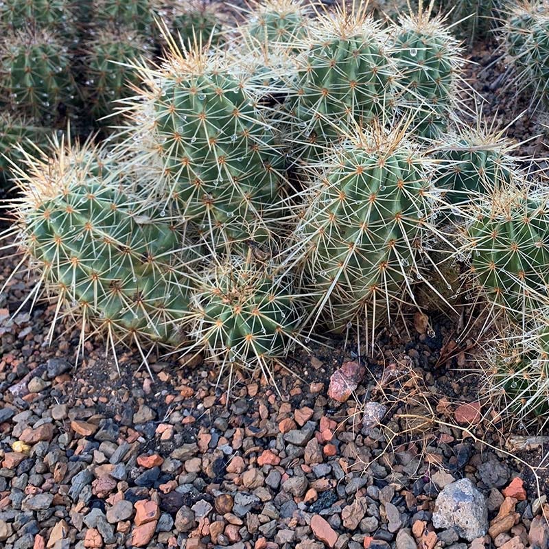 Kingcup Cactus, Echinocereus triglochidiatus