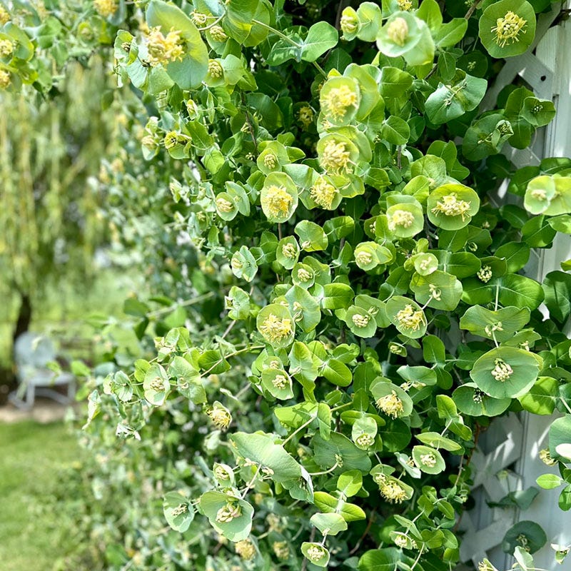 Kintzley's Ghost® Honeysuckle Vine