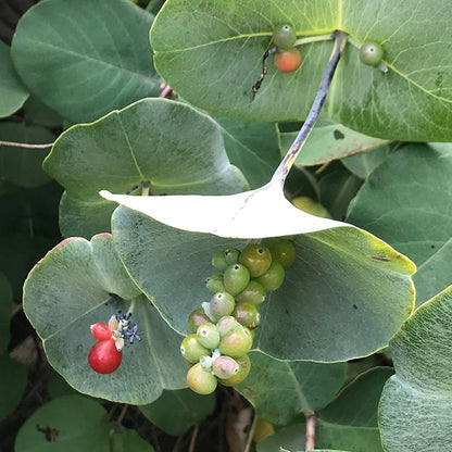 Kintzley's Ghost® Honeysuckle Vine