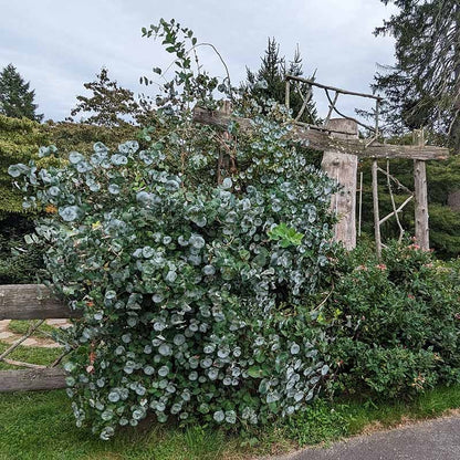 Kintzley's Ghost® Honeysuckle Vine