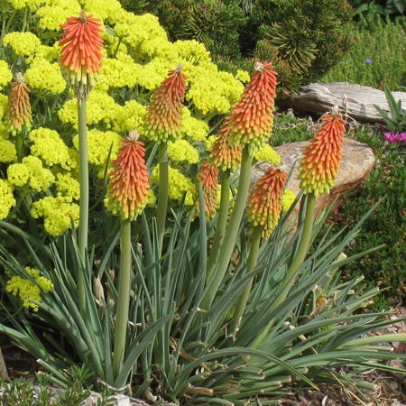 fire poker plant seeds Fire Dance Dwarf Poker, Kniphofia hirsuta Fire Dance