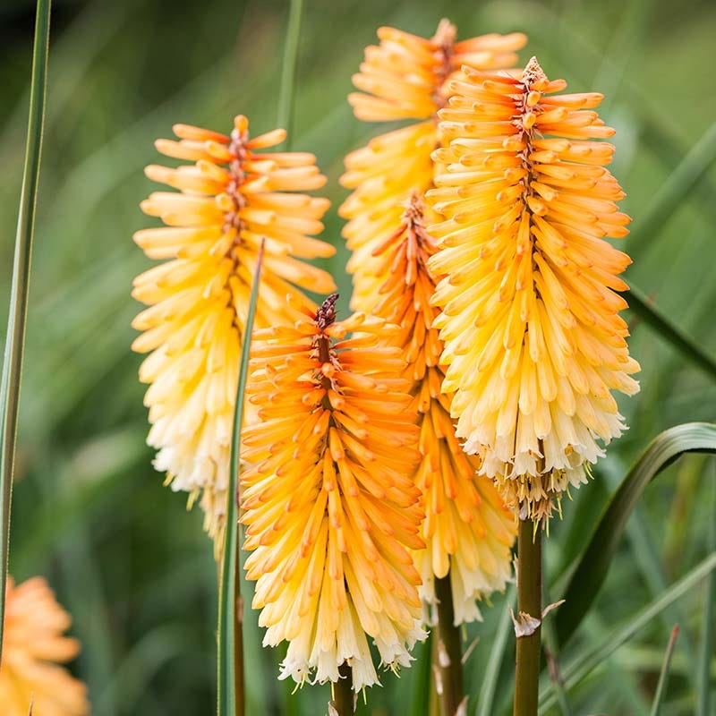 Dwarf Red Hot Poker