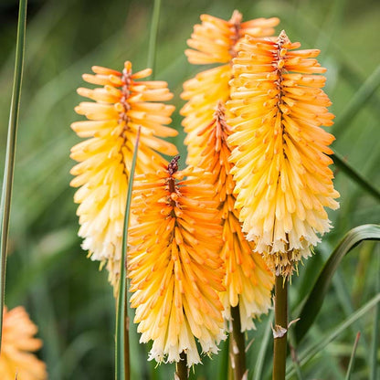 Dwarf Red Hot Poker